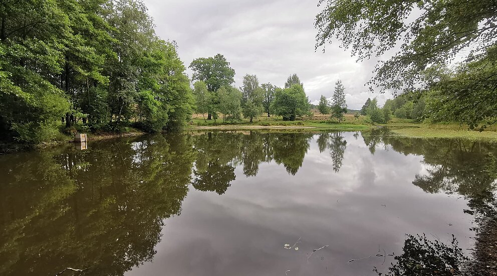 Darum ist weniger Wasser im Pastor Bode Teich Hamburg Wasser
