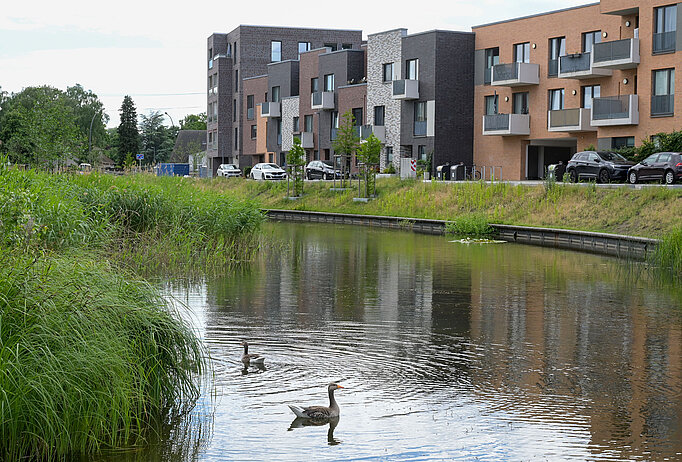 Ein See mit Enten, im Hintergrund eine Häuserzeile