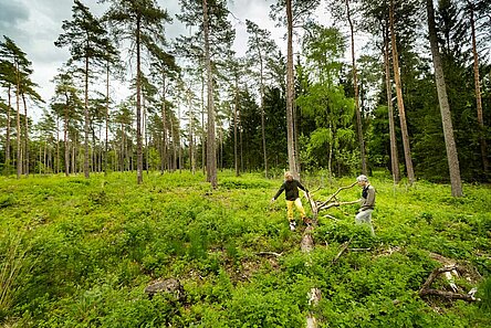 Zwei Männer begutachten eine Lichtung in einem Wald, auf der neue Laubbäume gepflanzt wurden.