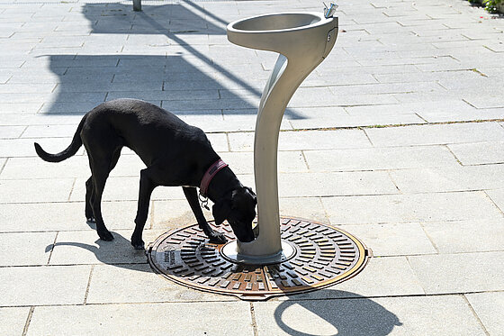 Ein Hund trinkt an dem Brunnen.